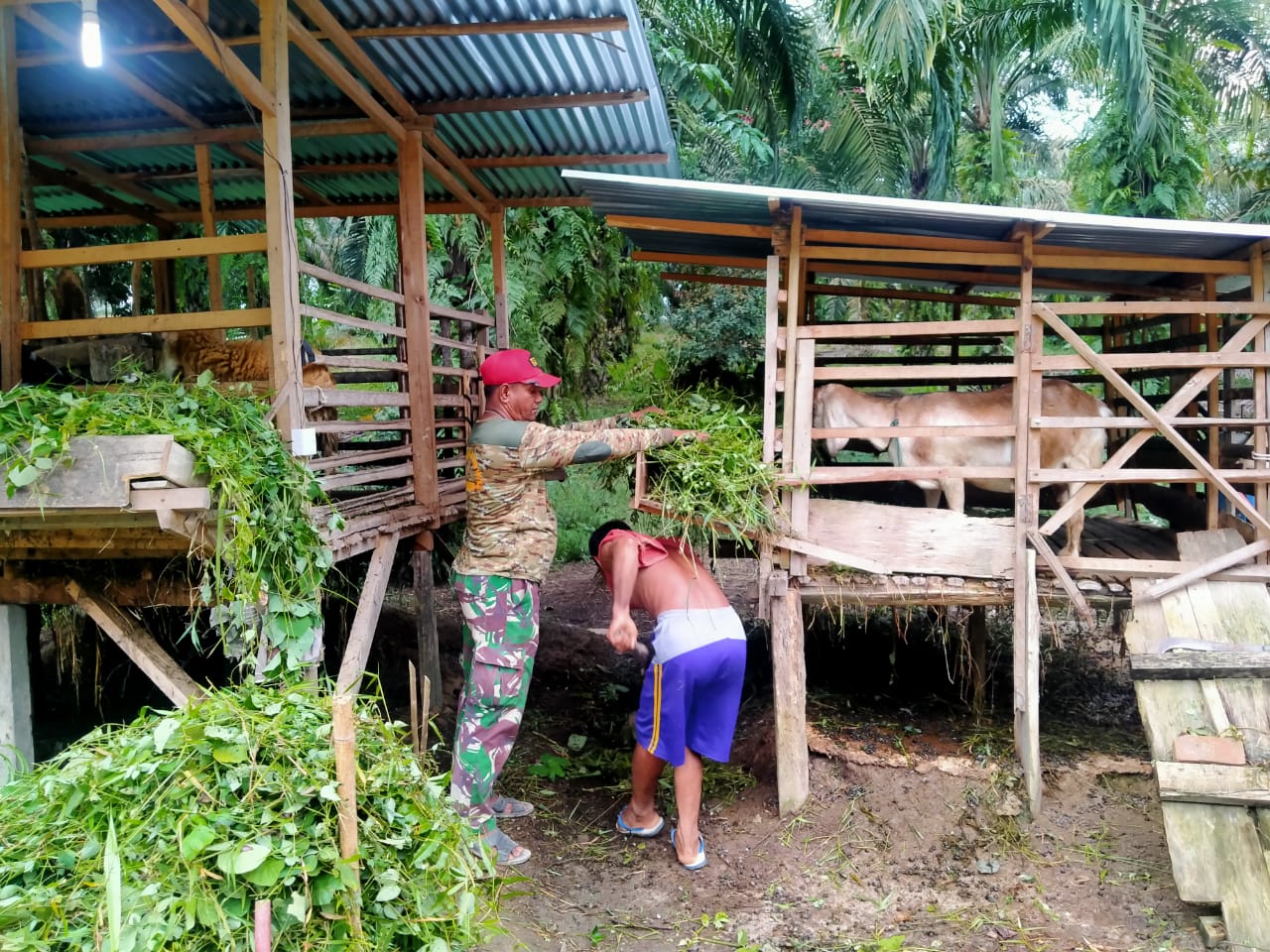 Babinsa Koramil 10/Koto Baru Ternak Kambing Bersama Masyarakat Produktif