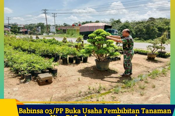 Babinsa Koramil 03/Pulau Punjung Buka Usaha Tanaman Bunga Dan Bibit Tanaman Buah di Kab. Dharmasraya