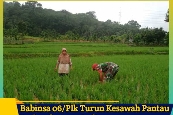 Babinsa 06/Plk Turun Kesawah Pantau Perkembangan Padi