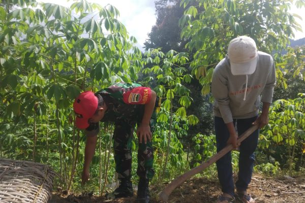 Dukung Hanpangan, Babinsa Bersama Petani Merawat Ubi Kayu